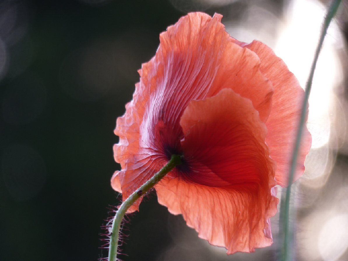 wp6c588658.png